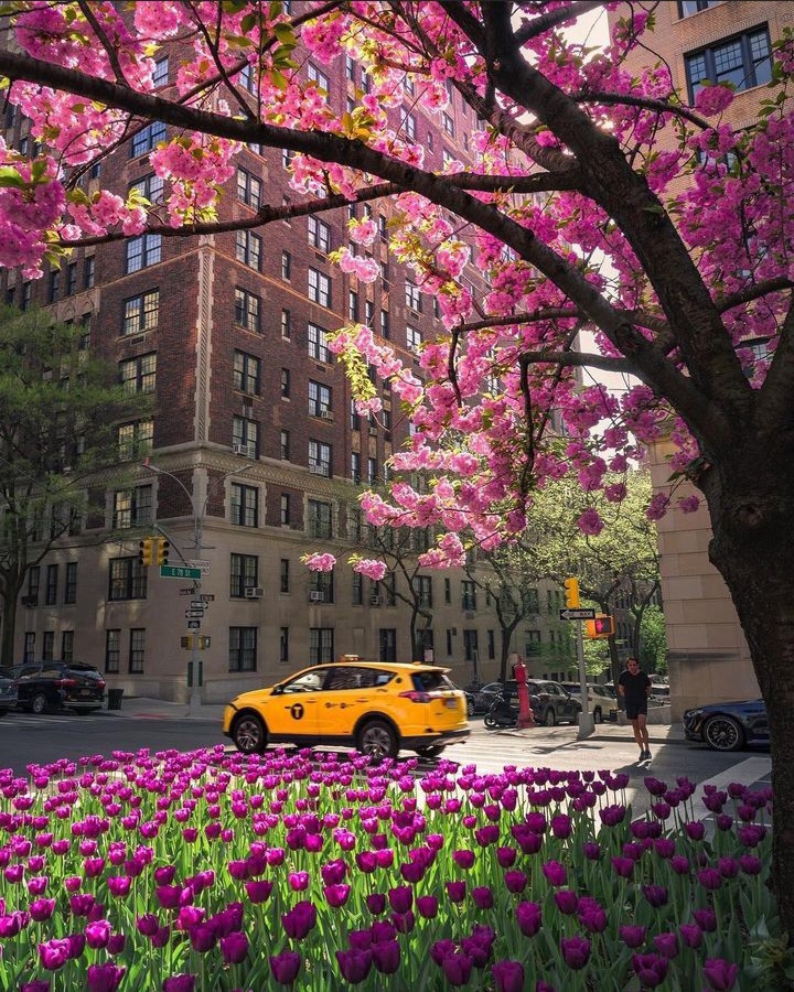 A bright yellow NYC taxi drives past blooming cherry blossoms and vibrant spring tulips on a sunny Manhattan street, highlighting the ease of getting around the city with reliable transportation even during the busy spring season.